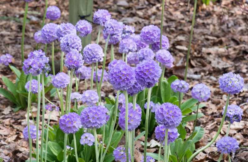 Primula Denticulata, Drumstick Primula, Tooth-Leaved Primrose, Shade plants, shade perennial, plants for shade, plants for wet soils